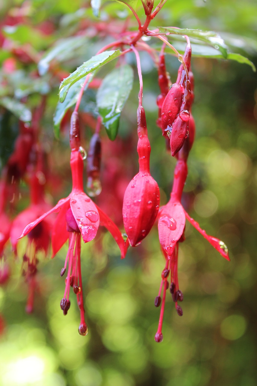 Fuschia,  Gėlė,  Lietaus,  Lašelis, Nemokamos Nuotraukos,  Nemokama Licenzija