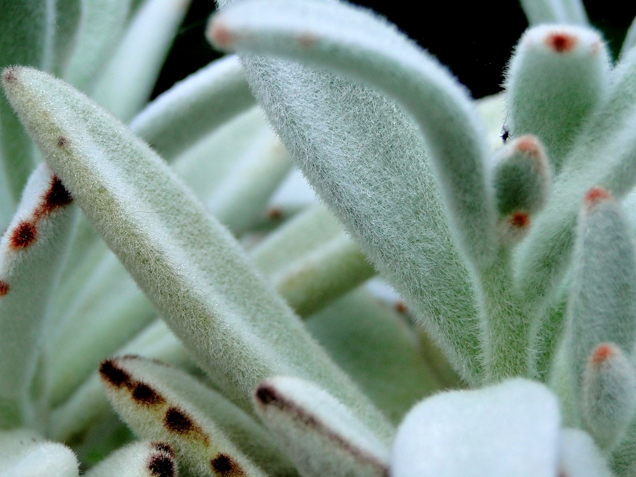 Fuzzy, Augalas, Sultingas, Pandos Augalas, Kambarinis Augalas, Žalias, Lapai, Kalenchoe Tomentosa, Nemokamos Nuotraukos,  Nemokama Licenzija