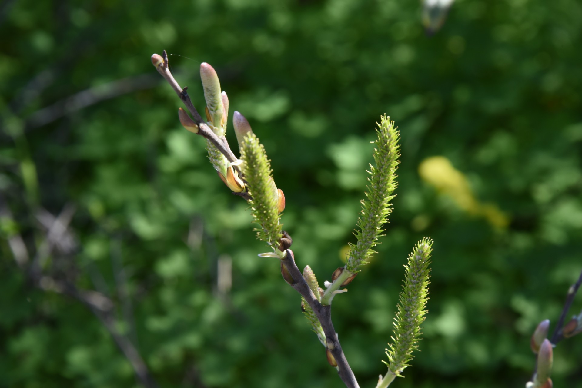 Gėlės,  Gėlių,  Figūra,  Raudona,  Rožinis,  Žalias,  Bokeh,  Fonas,  Neapibrėžtos Gėlės Filialuose, Nemokamos Nuotraukos