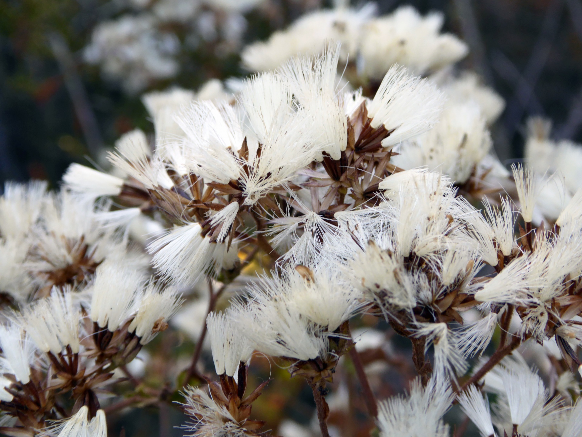 Augalas,  Krūmas,  Balta,  Pūkuotas,  Fuzzy,  Wildflower,  Gėlė,  Gėlės,  Gėlių,  Bežidinis Baltas Laukinių Gėlių Augalas