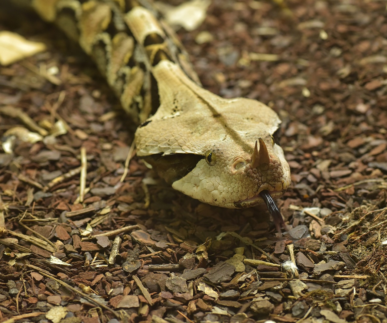 Gabono Viper, Bitis Gabonica, Gyvatė, Toksiškas, Ropliai, Pavojingas, Nuodingoji Gyvatė, Skalė, Galva, Snakehead