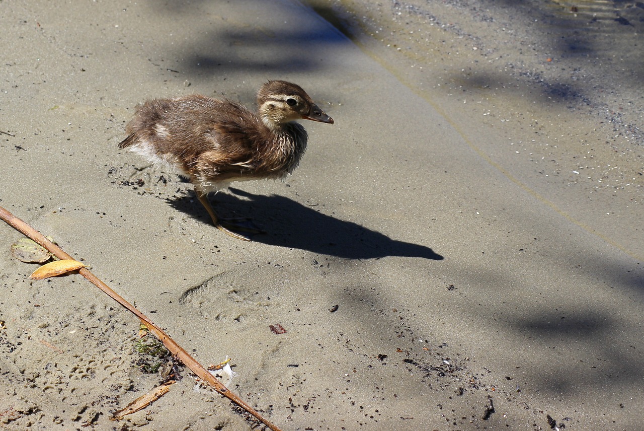 Gadwall, Vištiena, Antis, Vandens Paukštis, Plunksna, Plumėjimas, Gamta, Anas Strepera, Nemokamos Nuotraukos,  Nemokama Licenzija