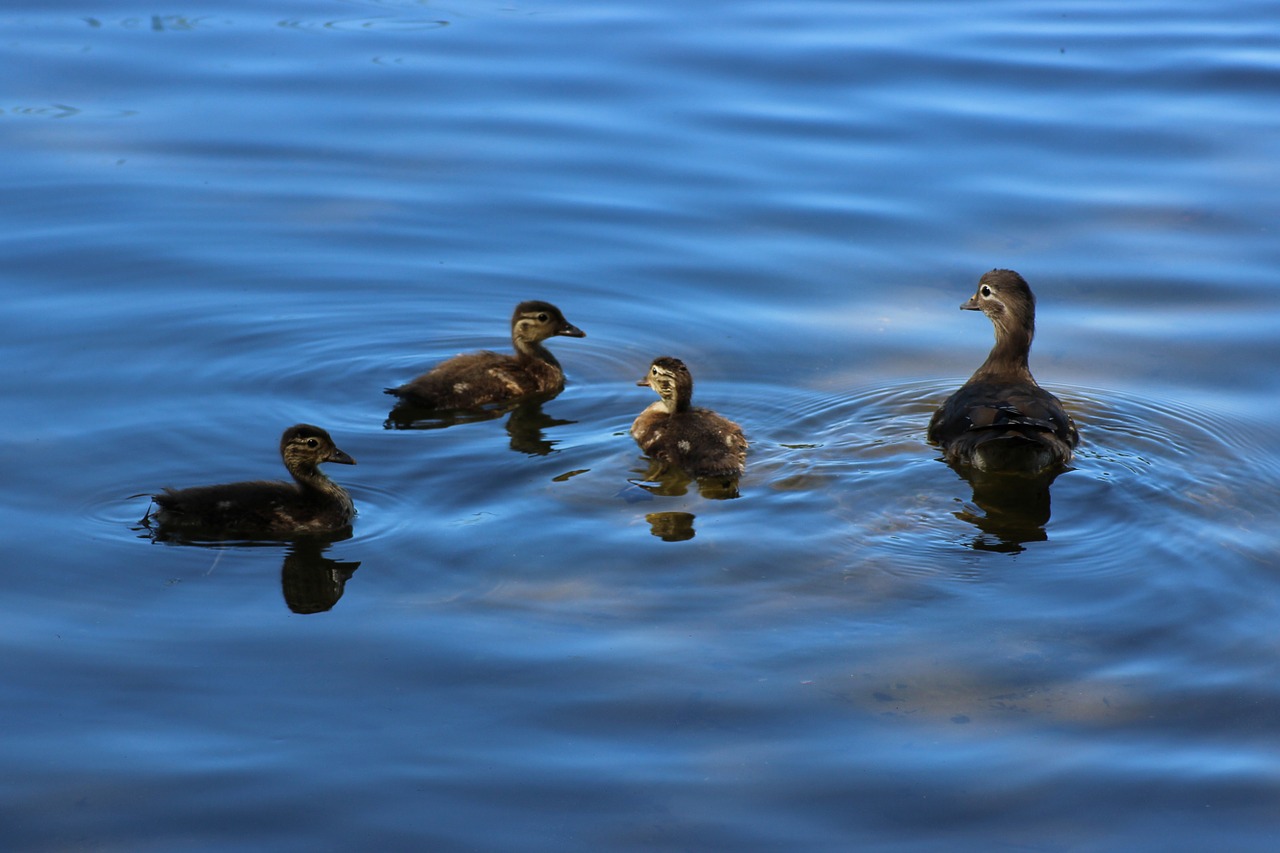 Gadwall, Antis, Vištiena, Vanduo, Ežeras, Gamta, Vandens Paukštis, Nemokamos Nuotraukos,  Nemokama Licenzija