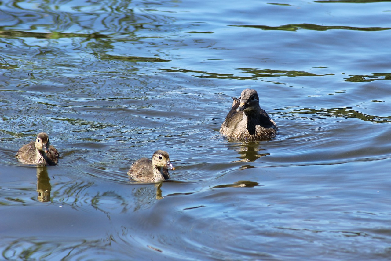 Gadwall, Antis, Vištiena, Vanduo, Ežeras, Gamta, Vandens Paukštis, Nemokamos Nuotraukos,  Nemokama Licenzija