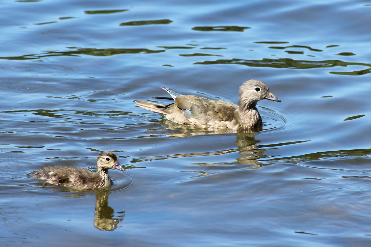 Gadwall, Antis, Vištiena, Vanduo, Ežeras, Gamta, Vandens Paukštis, Nemokamos Nuotraukos,  Nemokama Licenzija