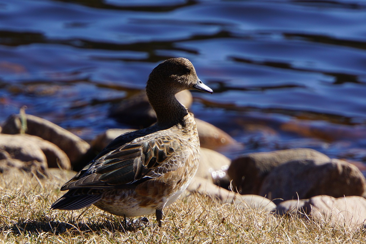 Gadwall, Anas Strepera, Vandens Paukščiai, Antis, Nemokamos Nuotraukos,  Nemokama Licenzija