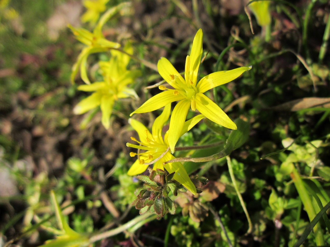 Gagea Villosa,  Plaukuota Betllehem Žvaigždė,  Wildflower,  Flora,  Botanika,  Rūšis,  Augalas,  Žydi, Nemokamos Nuotraukos,  Nemokama Licenzija