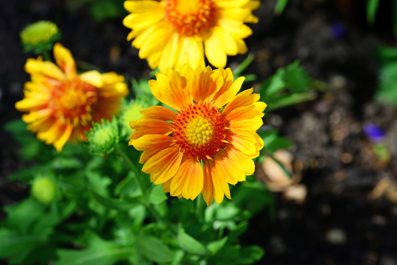 Gaillardia, Antklodė Gėlė, Saulėgrąžų Šeima, Geltona, Auksinis, Oranžinė, Graži, Gėlė, Daugiametis, Iš Arti