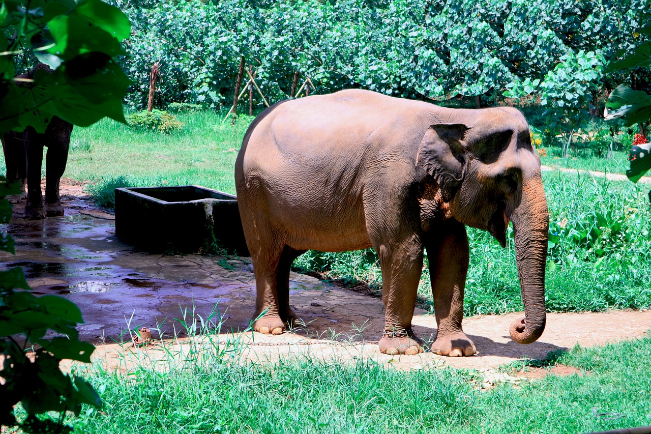 Gajah Sumatera, Pietų Afrika, Laukiniai, Gamta, Laukinė Gamta, Gyvūnai, Dramblys, Nemokamos Nuotraukos,  Nemokama Licenzija