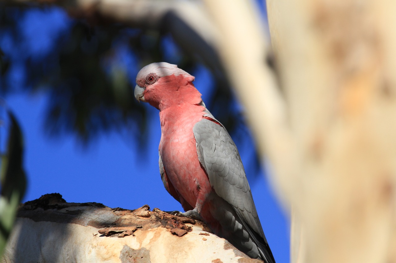 Galah, Paukštis, Rožinis, Australia, Papūga, Gamta, Gyvūnas, Laukinė Gamta, Rožinės Spalvos, Laukiniai