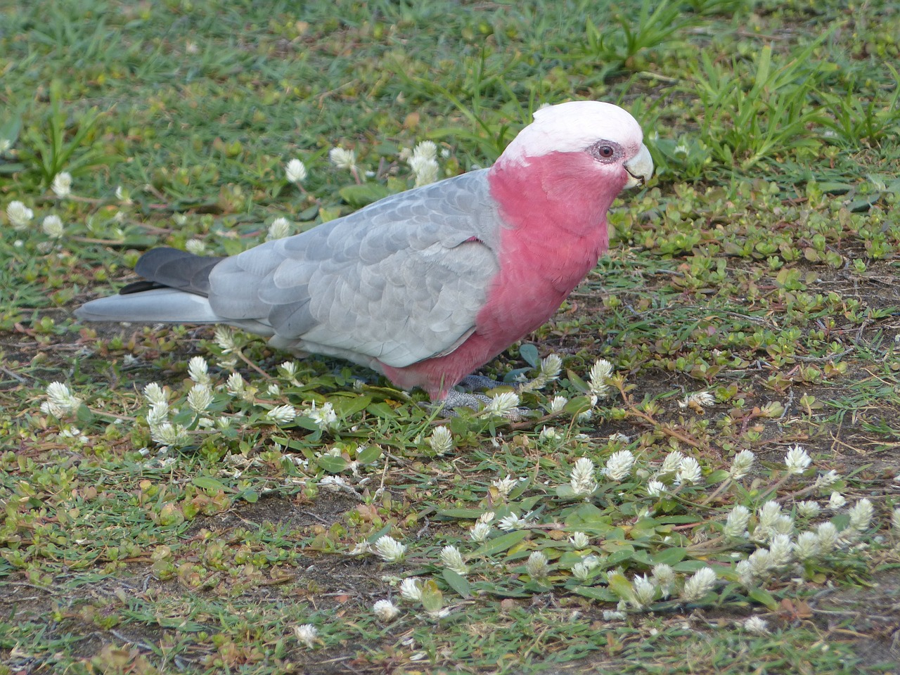 Galah, Papūga, Kakadu, Paukštis, Skristi, Sparnai, Plunksna, Laukinė Gamta, Snapas, Laukiniai