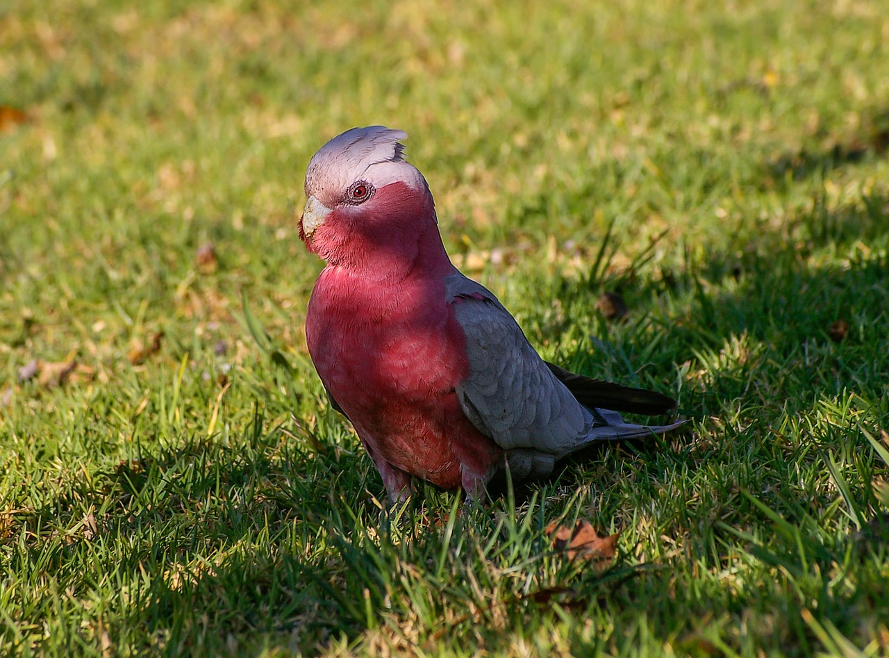 Galah, Rožių Berniukų Kakadu, Papūga, Paukštis, Rožinis, Pilka, Balta, Laukinė Gamta, Stovintis, Žolė