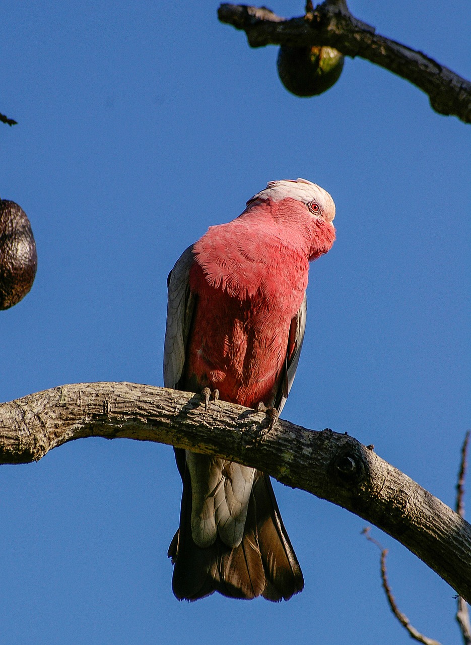 Galah, Rožių Berniukų Kakadu, Papūga, Paukštis, Rožinis, Pilka, Balta, Laukinė Gamta, Perching, Medis