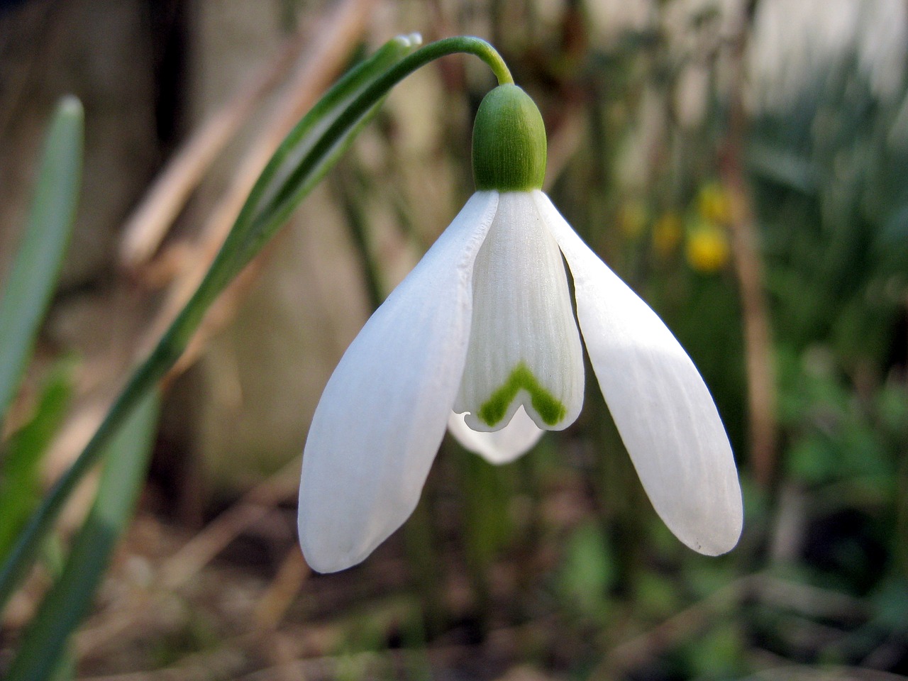 Galanthus, Gėlė, Pavasaris, Gamta, Balta, Nemokamos Nuotraukos,  Nemokama Licenzija