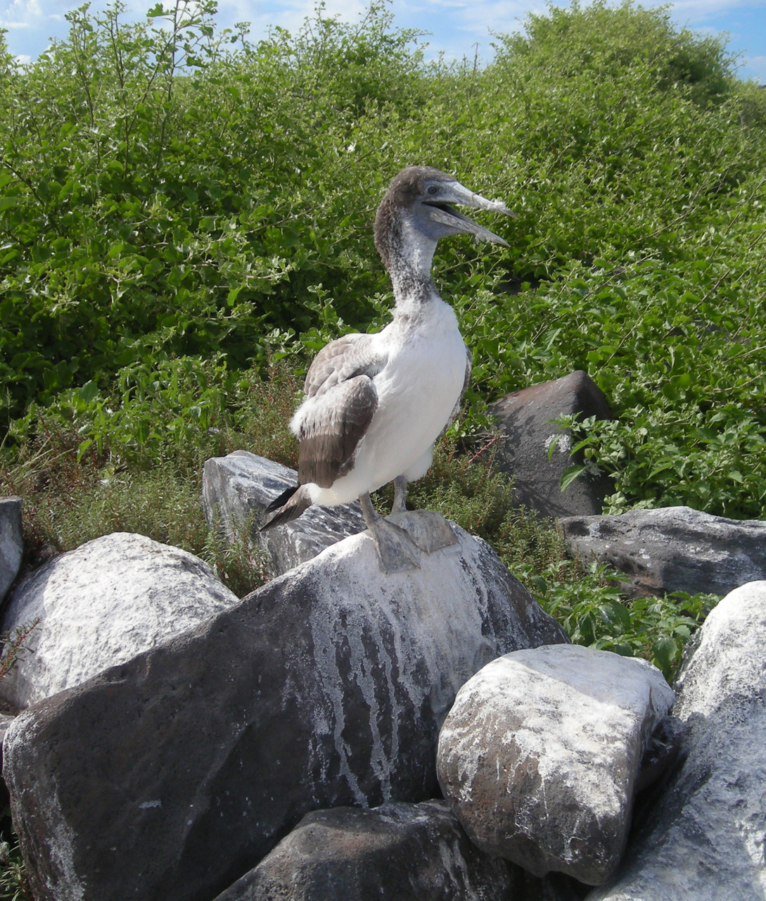 Paukštis,  Galapagai,  Sala,  Ramiojo Vandenyno Regionas,  Galapagų Paukštis, Nemokamos Nuotraukos,  Nemokama Licenzija