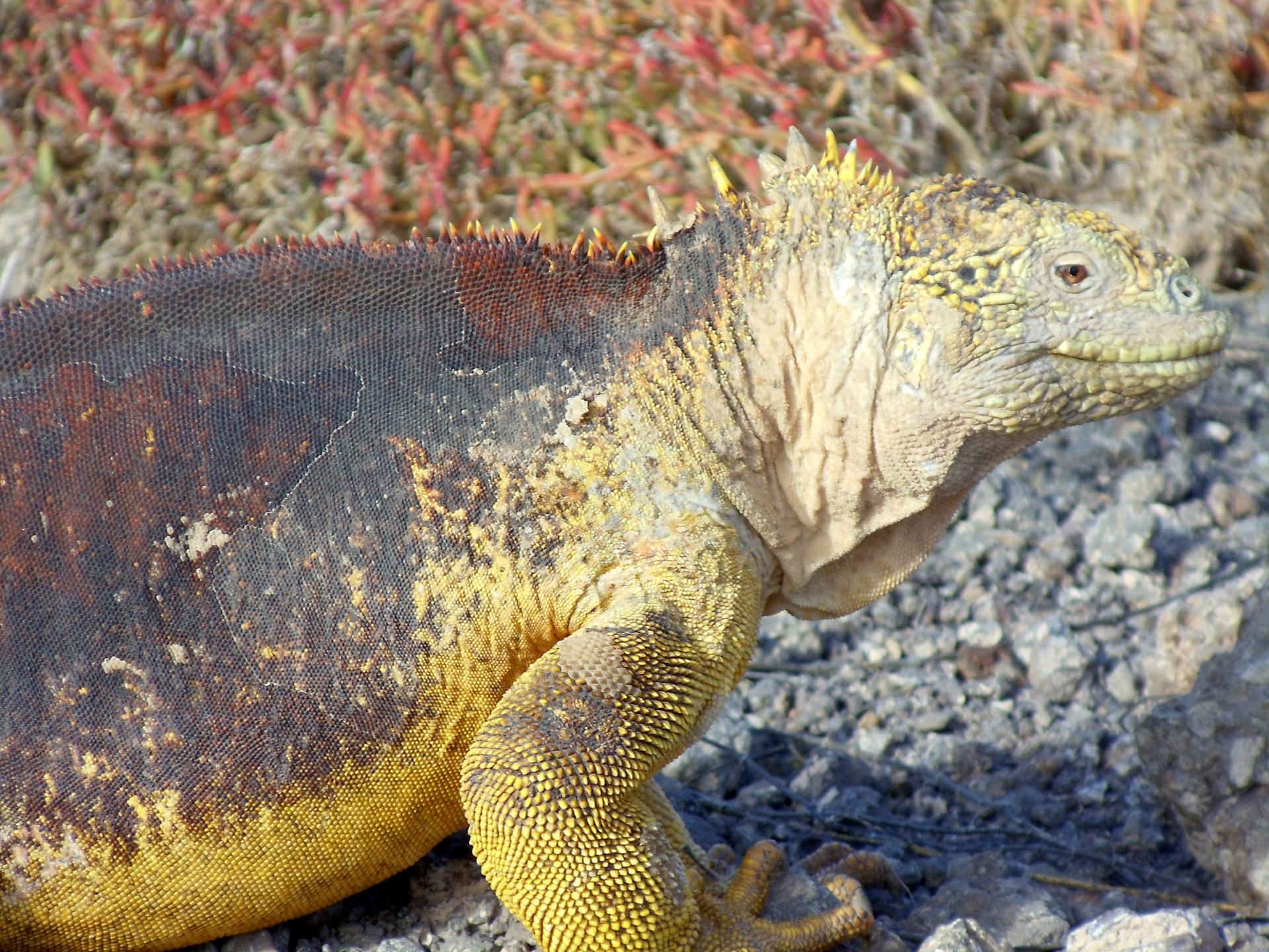 Driežas,  Iguana,  Ropliai,  Atogrąžų,  Jūrų,  Sala,  Galapagai,  Ecuador,  Galapagų Driežas Arti, Nemokamos Nuotraukos