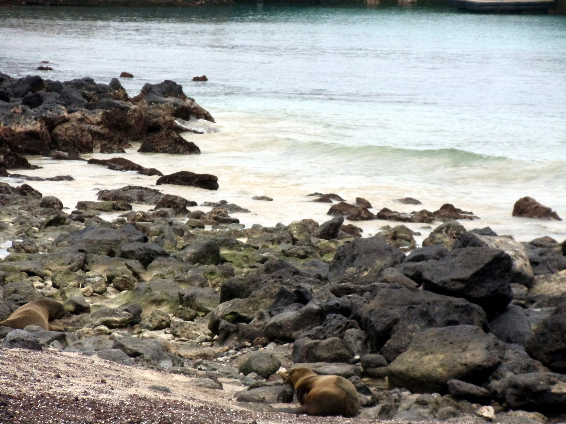 Papludimys,  Akmenys,  Jūra & Nbsp,  Liūtas,  Galapagai,  Salos,  Ecuador,  Galaktikos Jūrų Liūto Paplūdimys, Nemokamos Nuotraukos,  Nemokama Licenzija