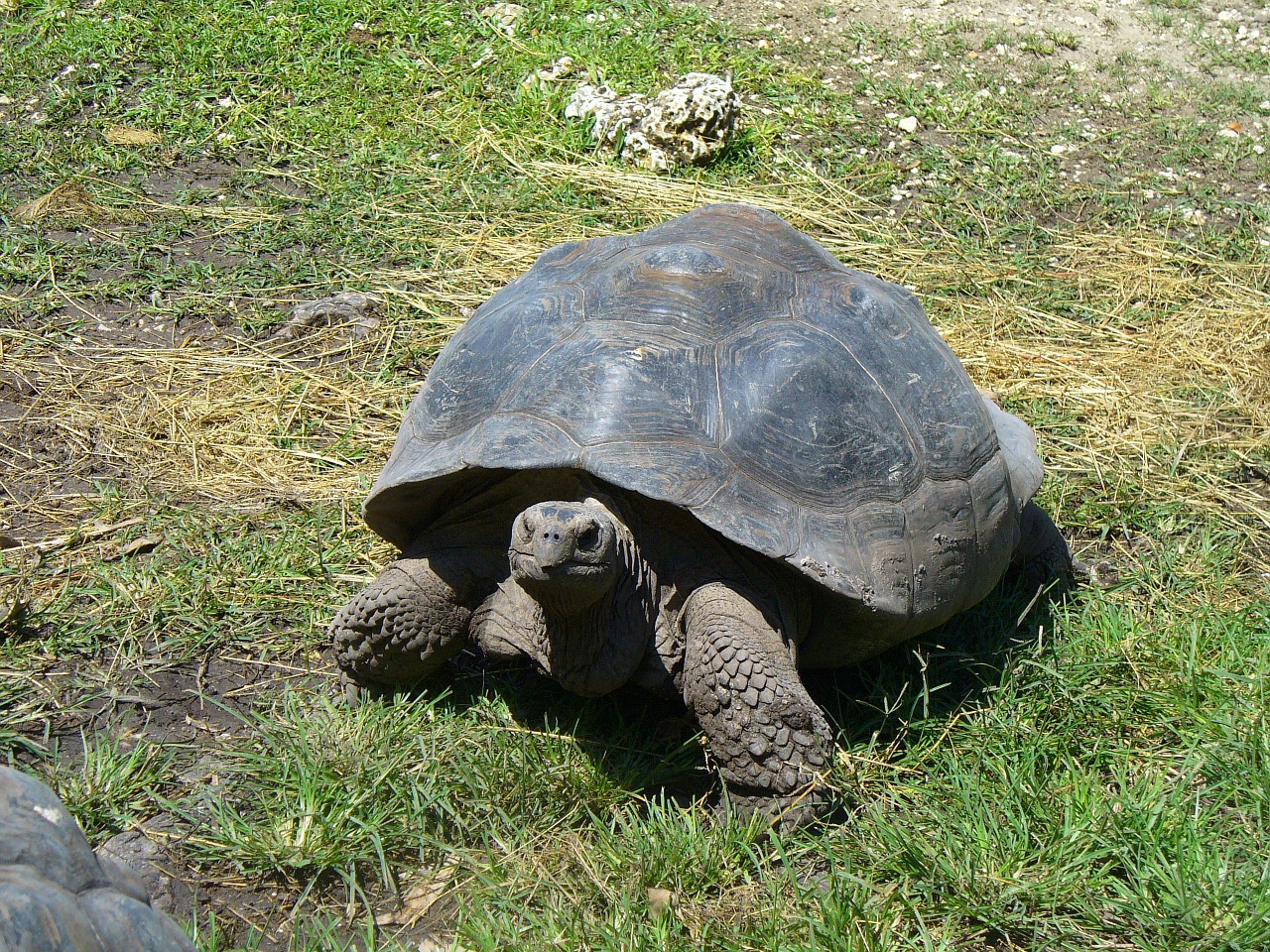 Galapagų Vėžlys, Milžinas, Vėžlys, Laukinė Gamta, Ropliai, Gyvūnas, Gamta, Nykstantis, Laukiniai, Vėžlys