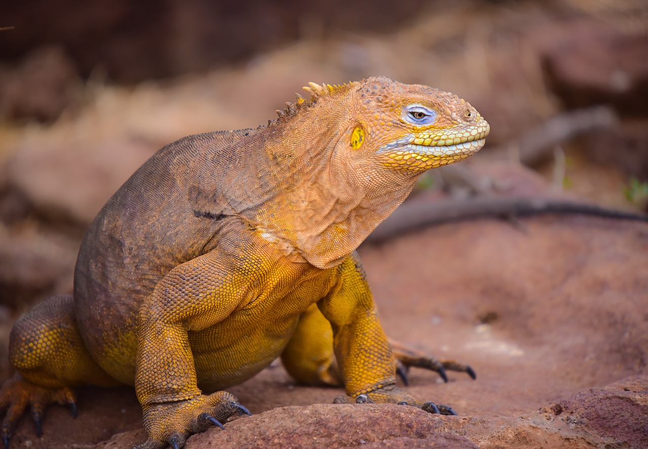 Galapagai, Iguana, Kruizas, Ekspedicija, Nuotykis, Atostogos, Vaizdingas, Kelionė, Ecuador, Nemokamos Nuotraukos