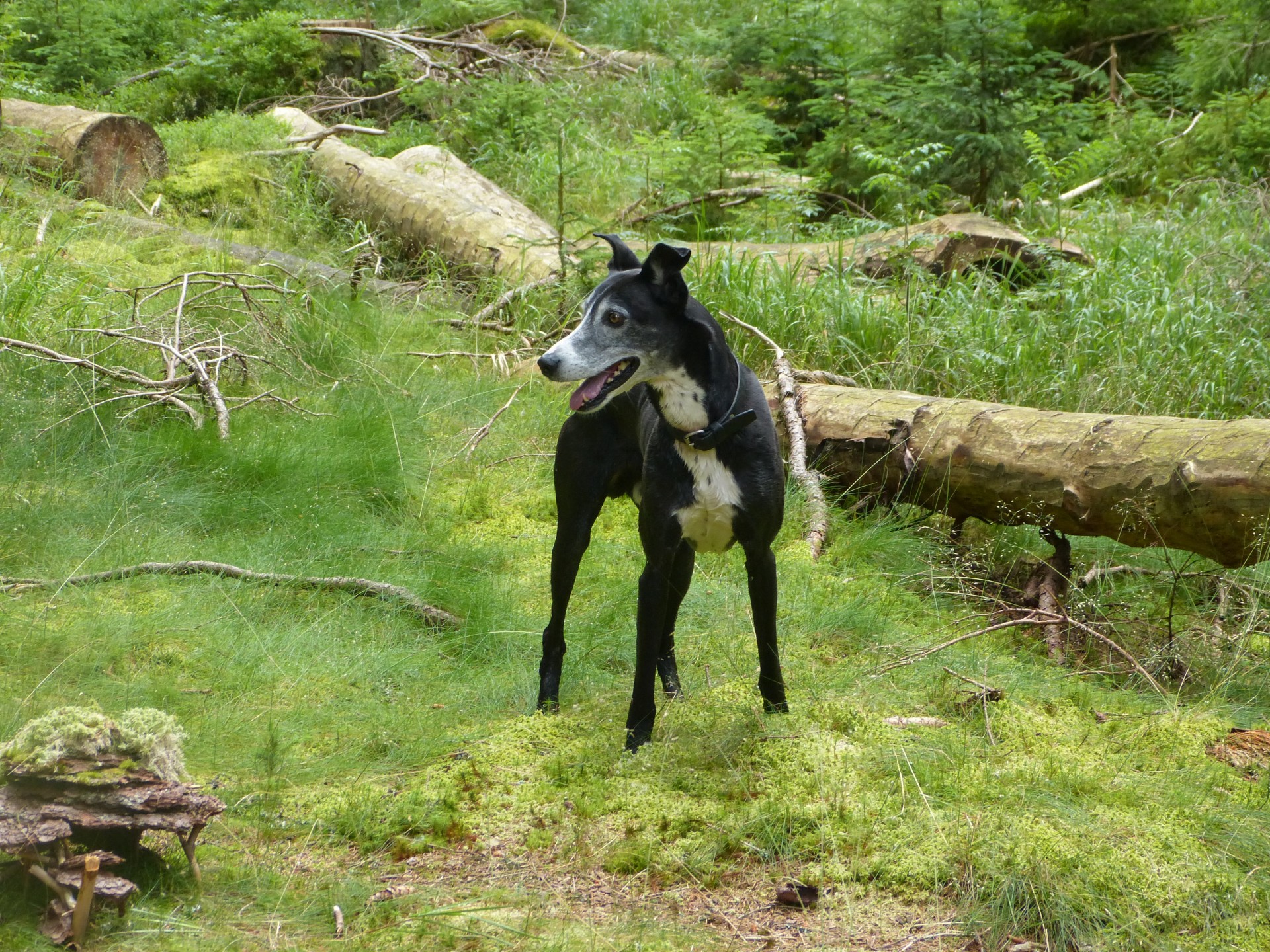 Galgo,  Šuo,  Nacionalinis & Nbsp,  Parkas,  Mediena,  Sumava,  Galgo Espanol, Nemokamos Nuotraukos,  Nemokama Licenzija