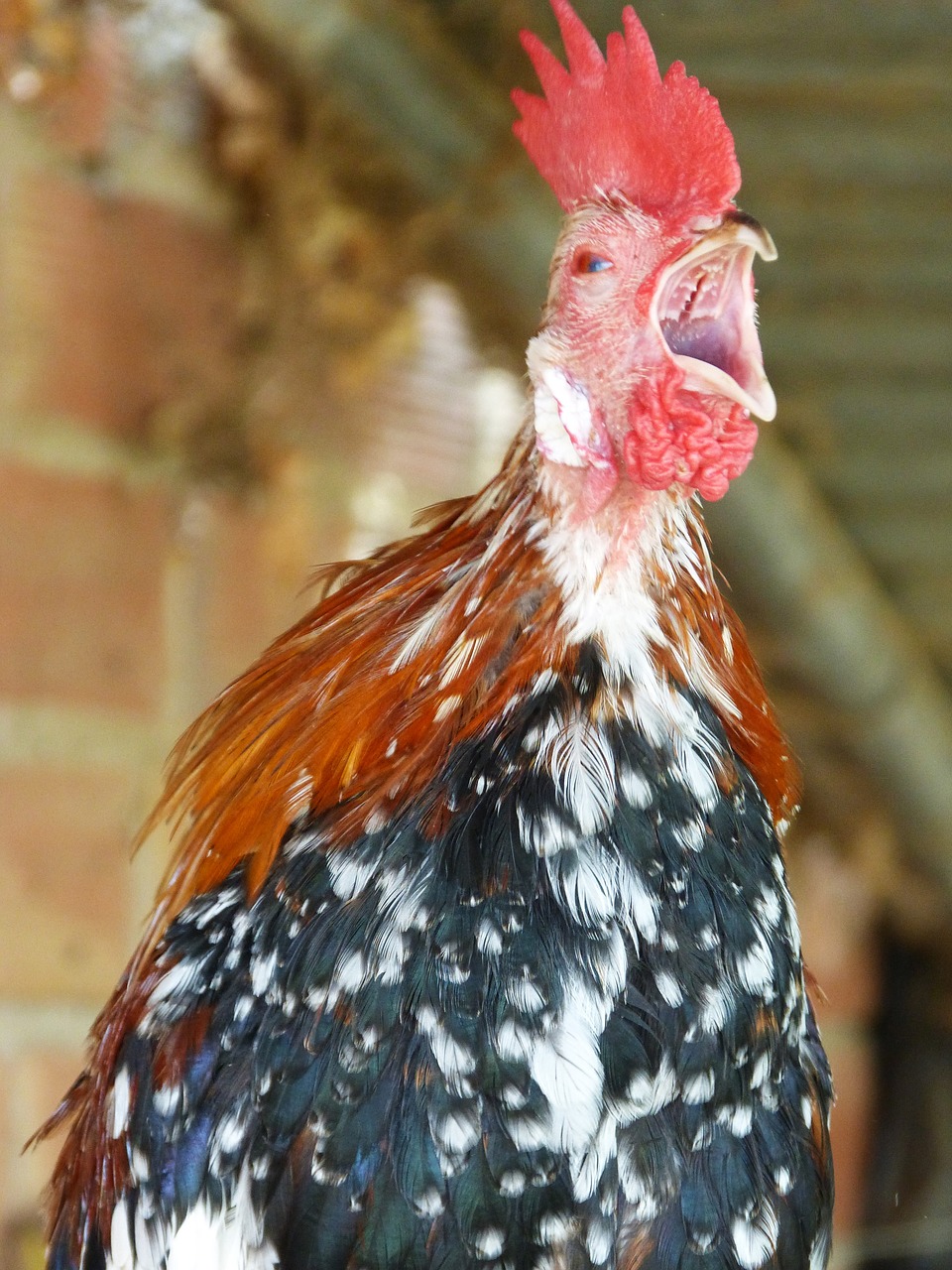 Gallo, Quico Gallo, Quiquiriquí, Sumušimas, Gaidukas, Quiquina, Nemokamos Nuotraukos,  Nemokama Licenzija