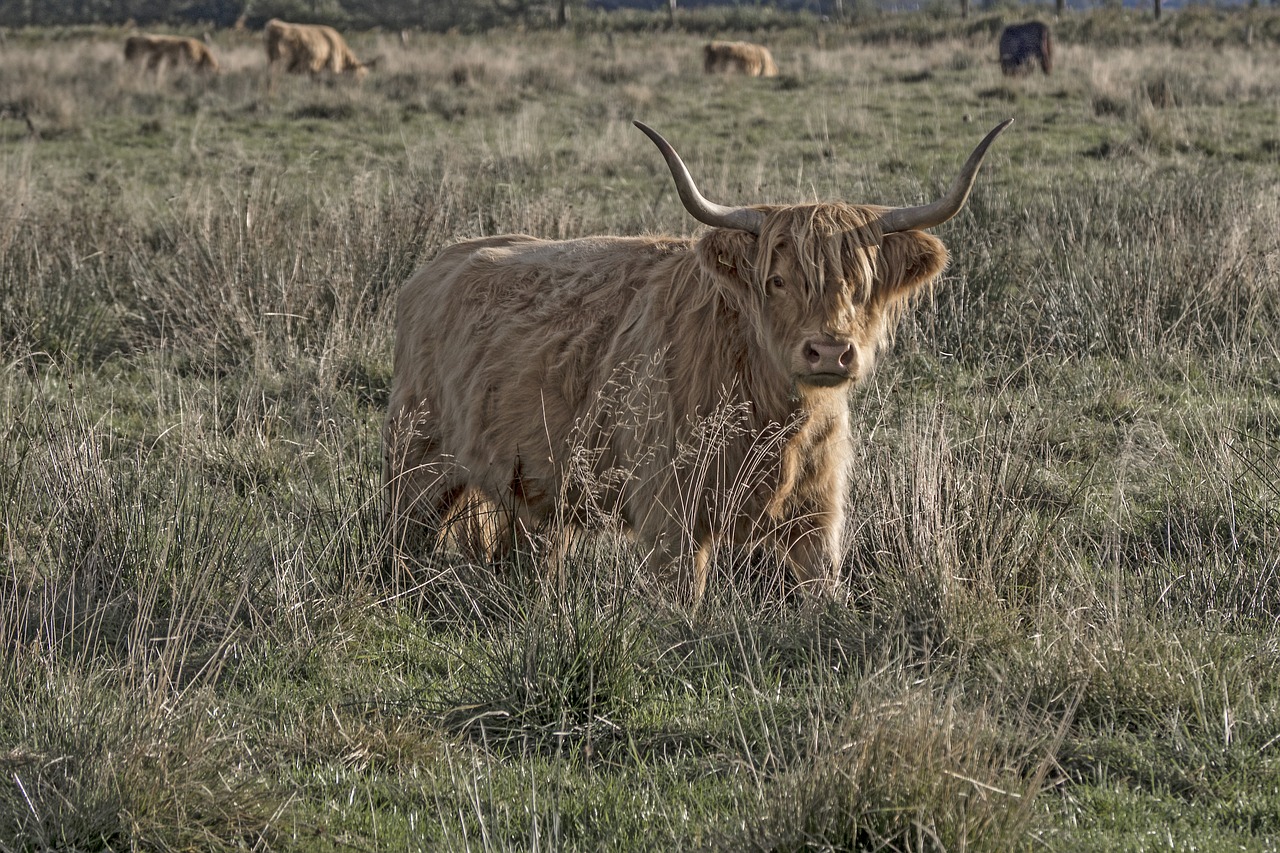 Galoway, Jautiena, Gyvuliai, Škotiškas Hochlandrindas, Žemdirbystė, Jungtis, Ragai, Marškiniai, Karvė, Gyvūnas