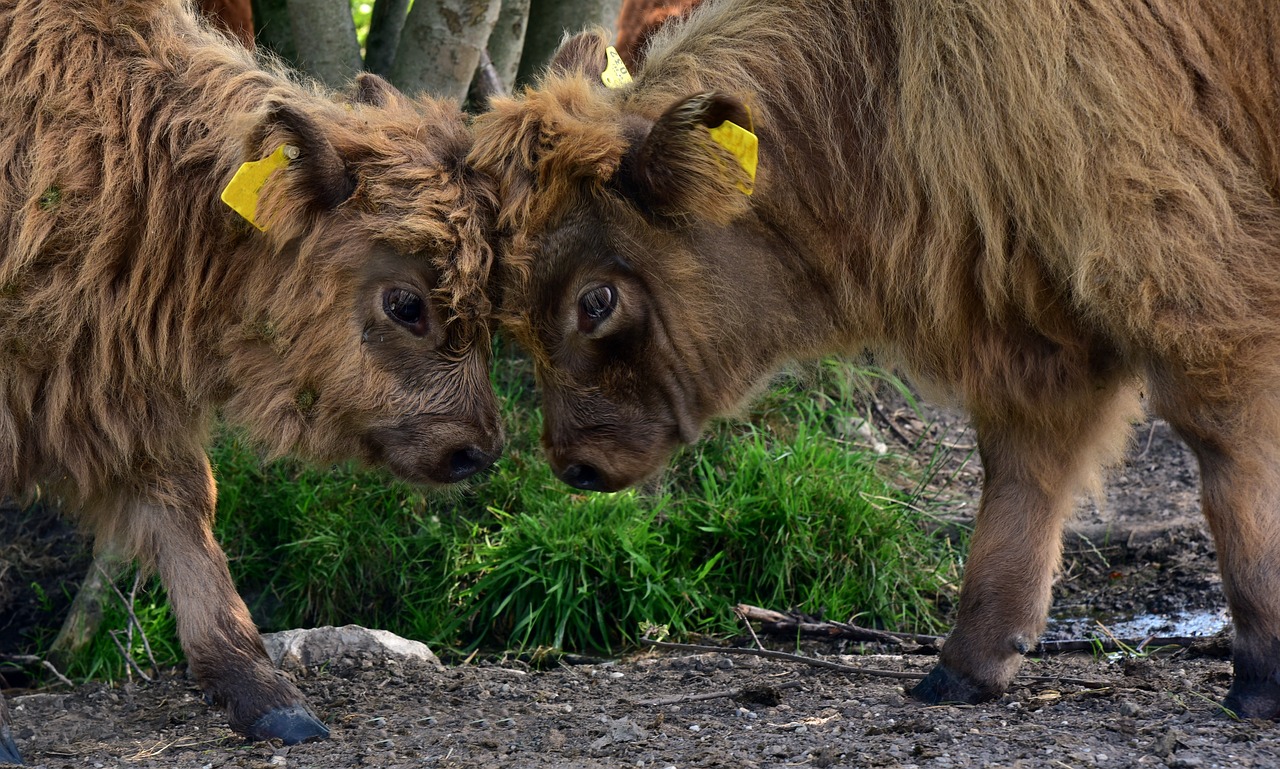 Galloway,  Blauzdos,  Gyvūnas,  Žinduolis,  Karvė,  Rudi,  Žemdirbystė,  Jautiena,  Gyvulininkystė,  Highland Jautiena