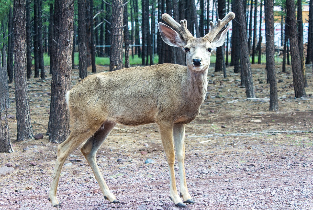 Žaidimas, Hjort, Elnias, Antlers, Brangus, Natūralus, Nemokamos Nuotraukos,  Nemokama Licenzija