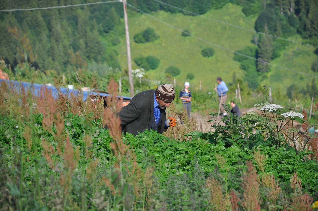 Žaidimas, Parkas, Pramogos, Debesis, Schema, Kūdikis, Gamta, Šienas, Kiaušinis, Kraštovaizdis