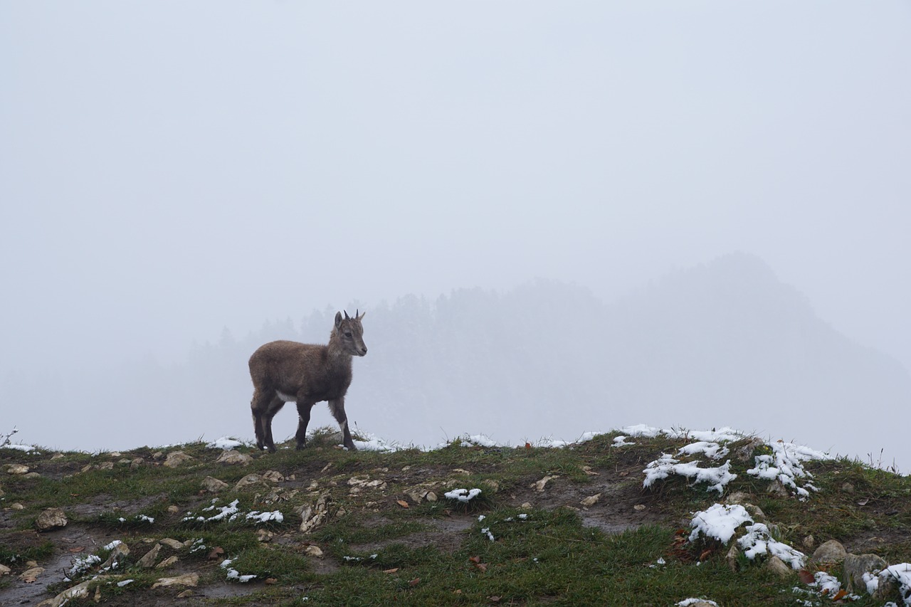 Gams, Kalnai, Žiema, Creux Du Van, Šveicarija, Jura, Nemokamos Nuotraukos,  Nemokama Licenzija