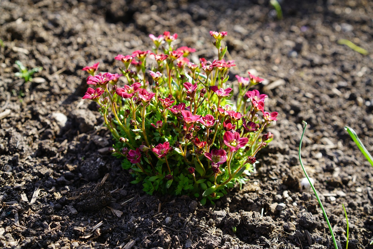 Gamsheide, Gėlė, Žiedas, Žydėti, Augalas, Gemsheide, Gämsheide, Loiseleuria Procumbens, Kalmija Procumbens, Alpių Azalija