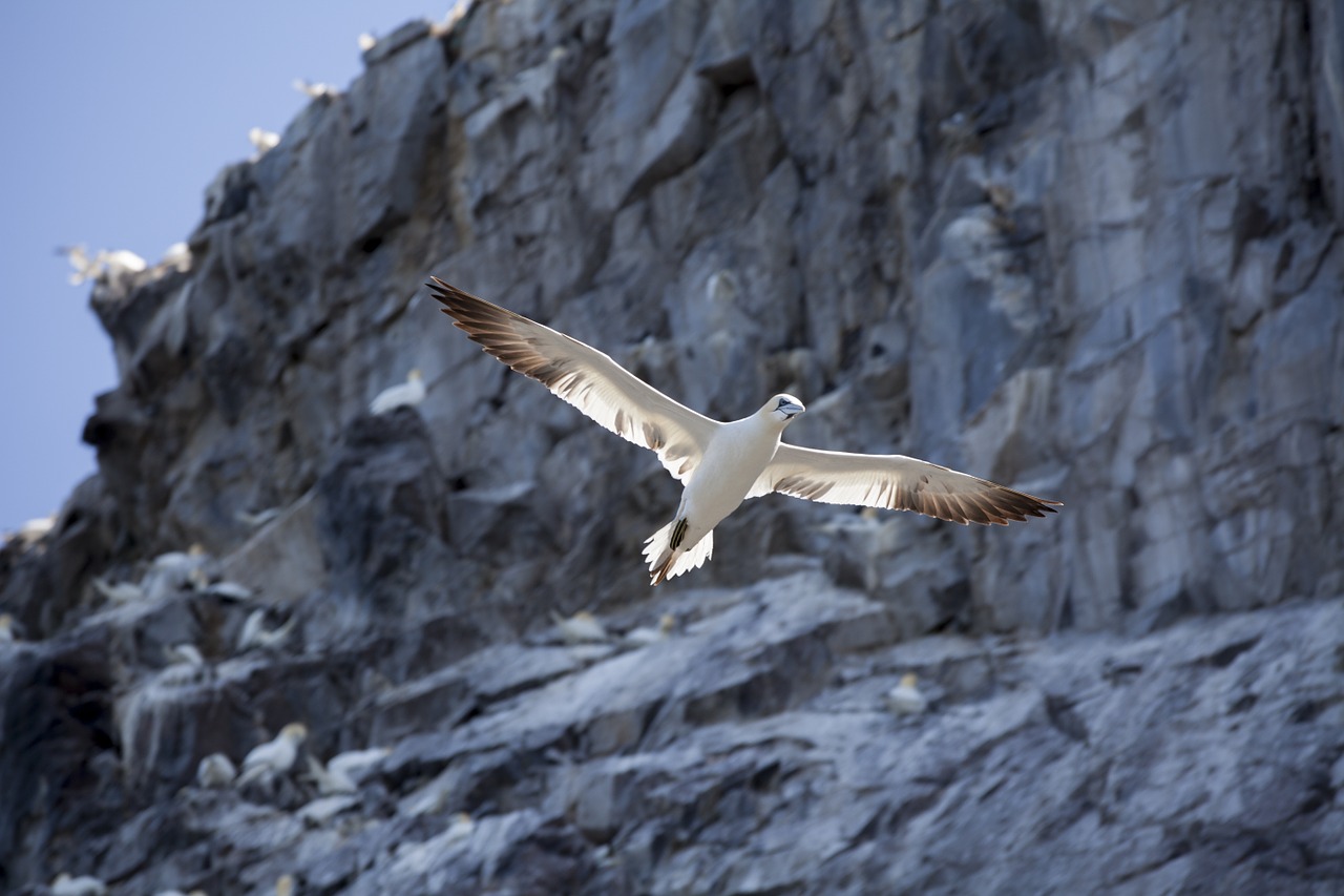 Gannet, Bass Rock, Paukštis, North Berwick, Pirmoji Vieta, Jūros Paukštis, Nemokamos Nuotraukos,  Nemokama Licenzija