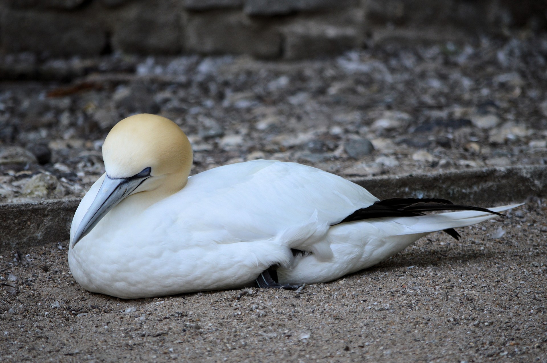 Gannet,  Paukštis,  Jūra,  Laukinė Gamta,  Gannet, Nemokamos Nuotraukos,  Nemokama Licenzija