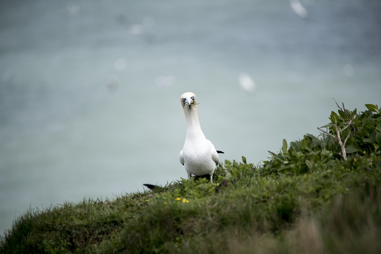 Gannet, Jūros Paukštis, Laukinė Gamta, Pakrantės, Nemokamos Nuotraukos,  Nemokama Licenzija