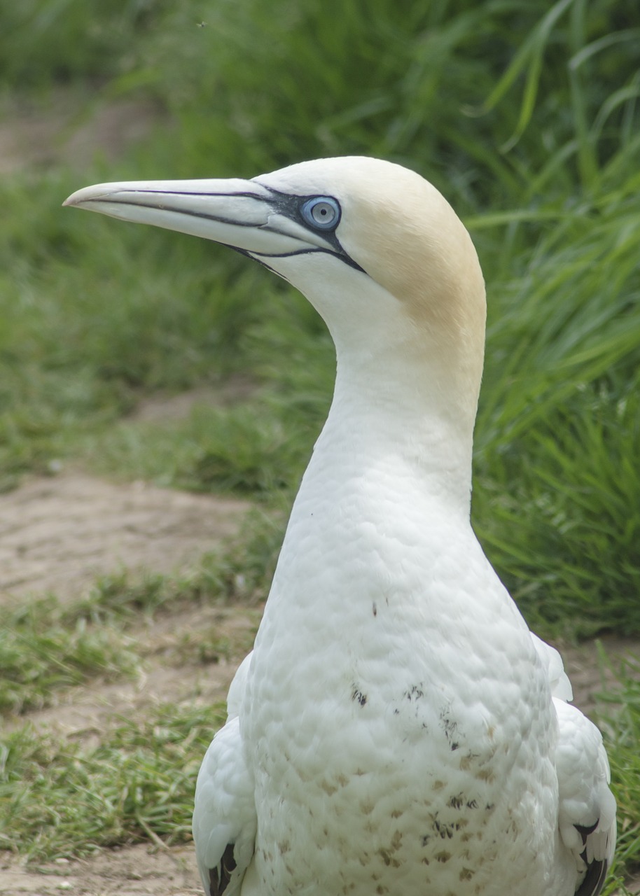 Gannet, Paukštis, Jūra, Gamta, Šiaurinis, Jūros Paukštis, Balta, Laukinė Gamta, Gyvūnas, Snapas