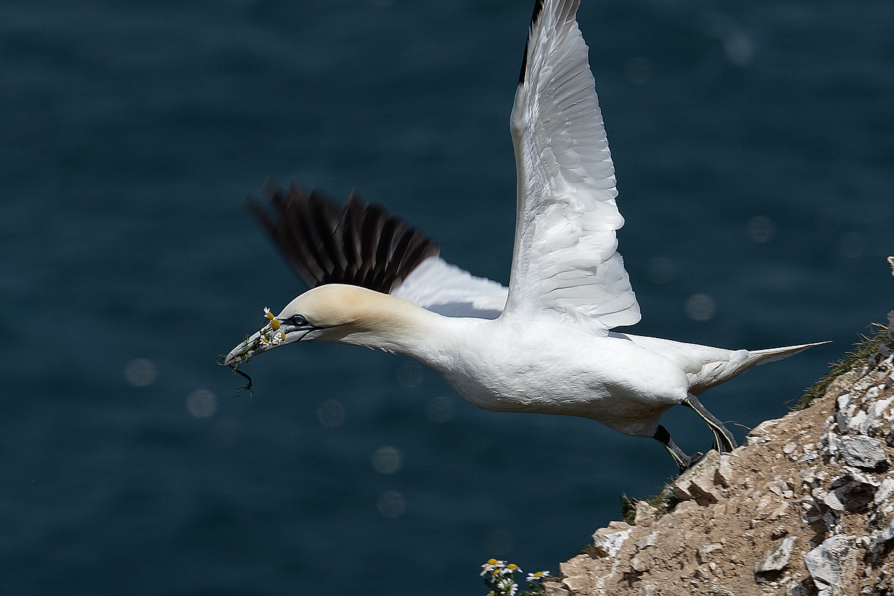 Gannet, Jūros Paukštis, Vanduo, Nemokamos Nuotraukos,  Nemokama Licenzija