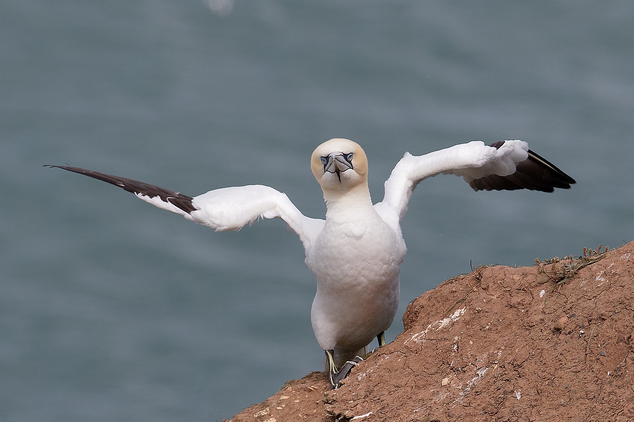 Gannet, Laukinė Gamta, Paukščių Stebėjimas, Nemokamos Nuotraukos,  Nemokama Licenzija