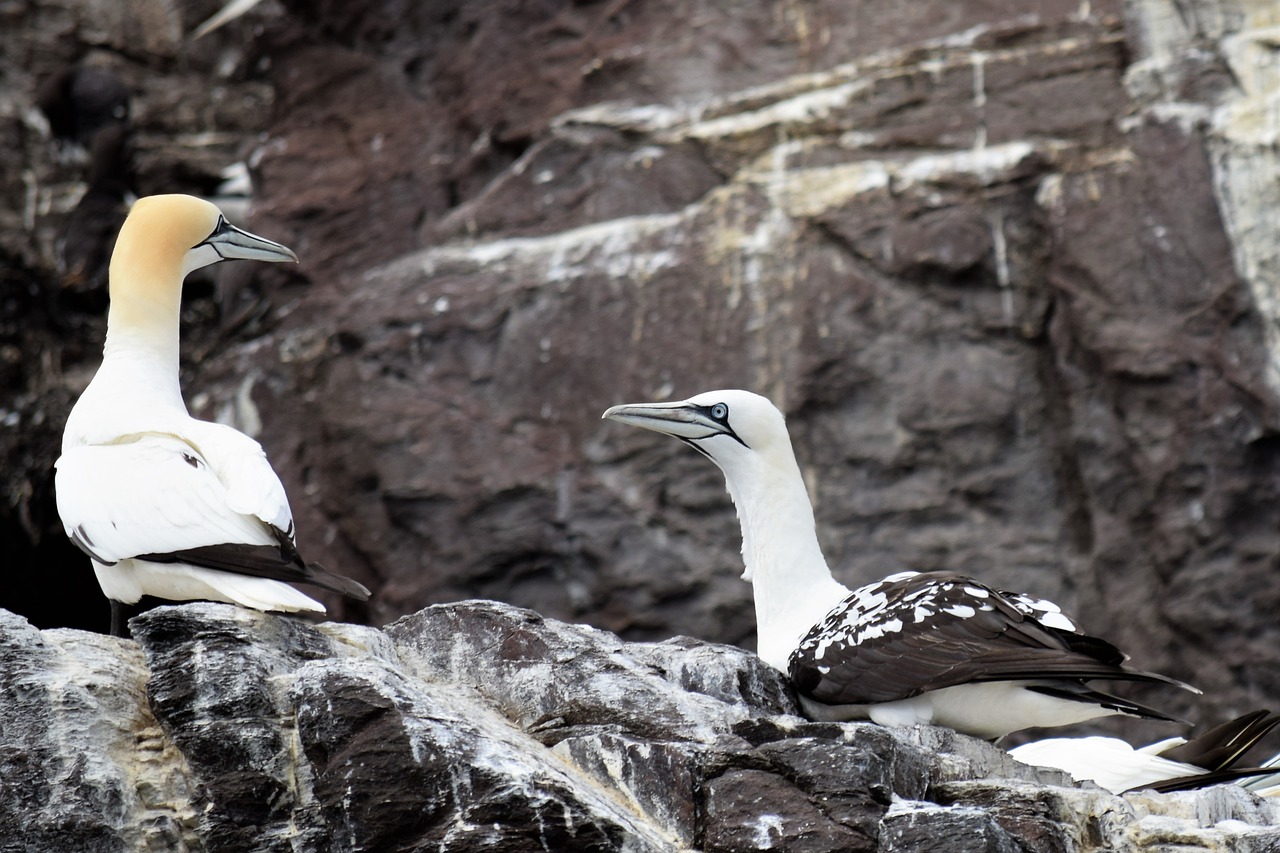 Gannets, Jūros Paukštis, Vandenynas, Paukščių Išmatos, Guga, Rokas, Balta, Geltona, Атлантический, Natūralus