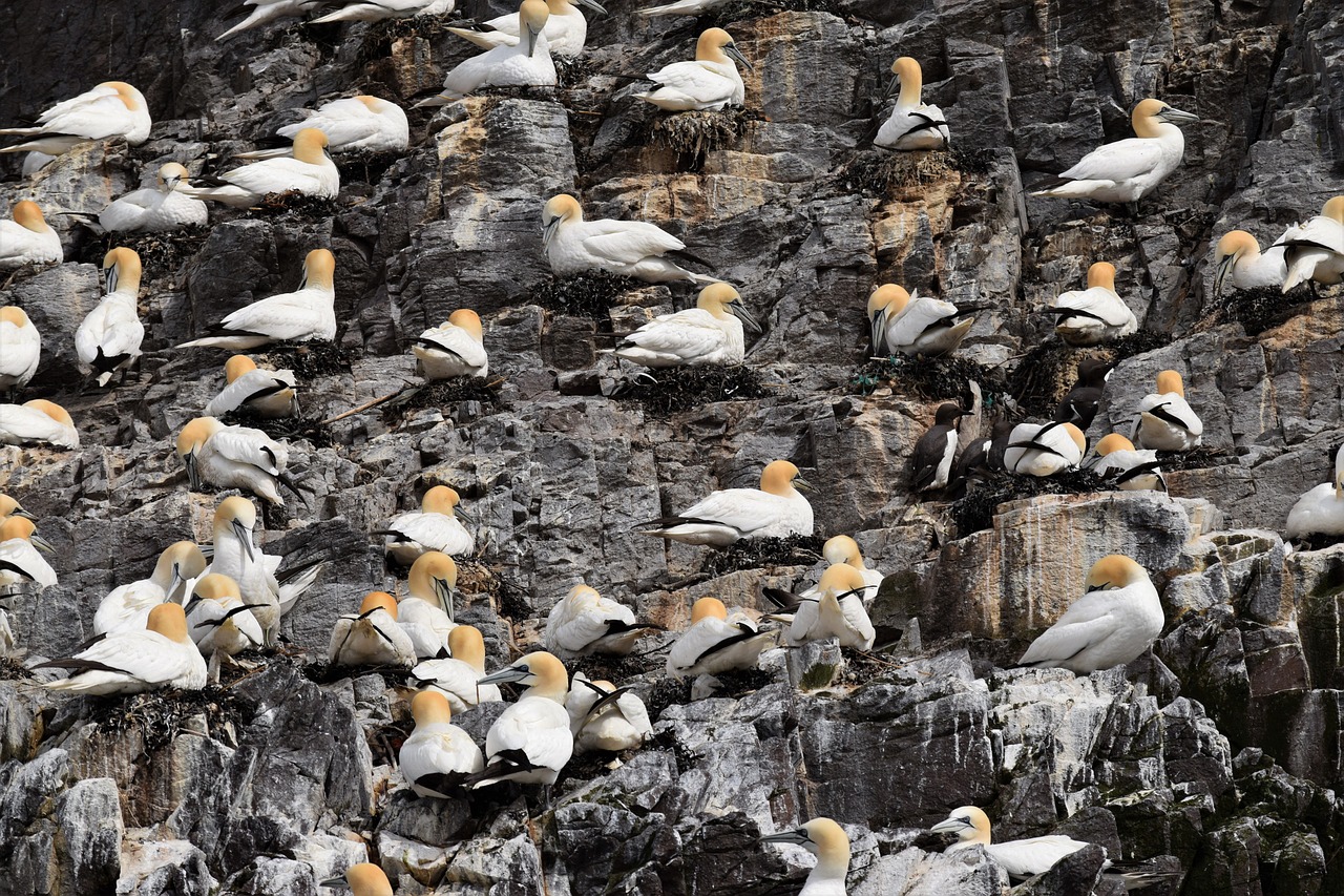 Gannets, Jūros Paukštis, Kolonija, Paukštis, Švyturys, Pakrantė, Natūralus, Атлантический, Lizdą, Nemokamos Nuotraukos