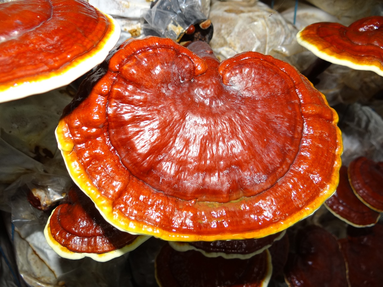 Ganoderma, Vaistiniai Grybai, Lingzhi Grybai, Nemokamos Nuotraukos,  Nemokama Licenzija