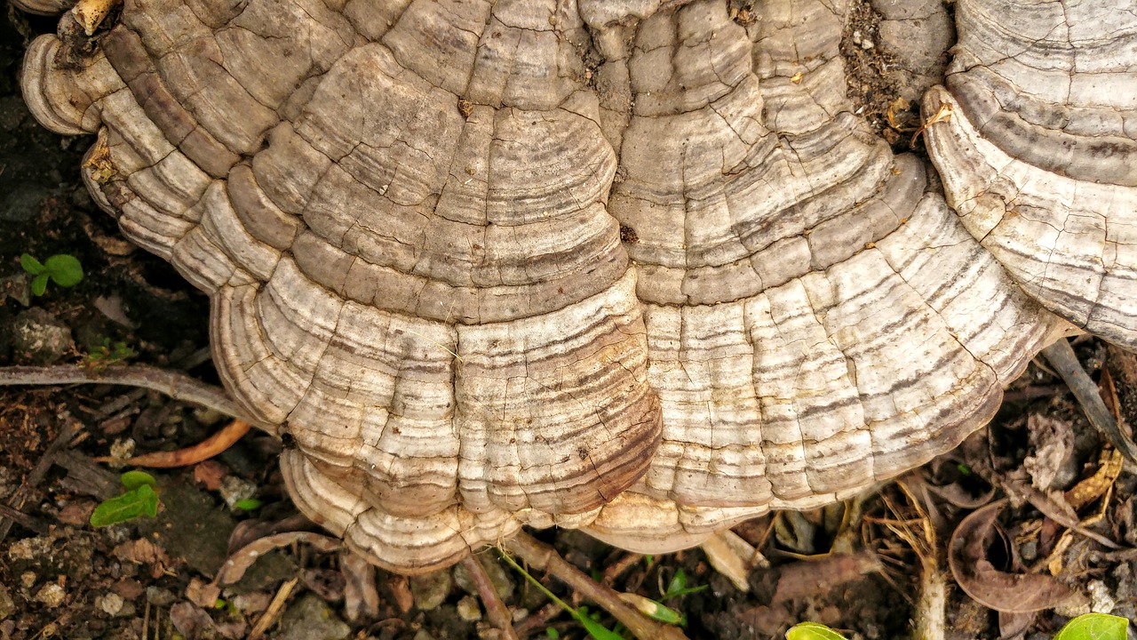 Ganoderma, Grybai, Grybelis, Tekstūros, Miškas, Gamta, Fonas, Laukiniai, Nemokamos Nuotraukos,  Nemokama Licenzija