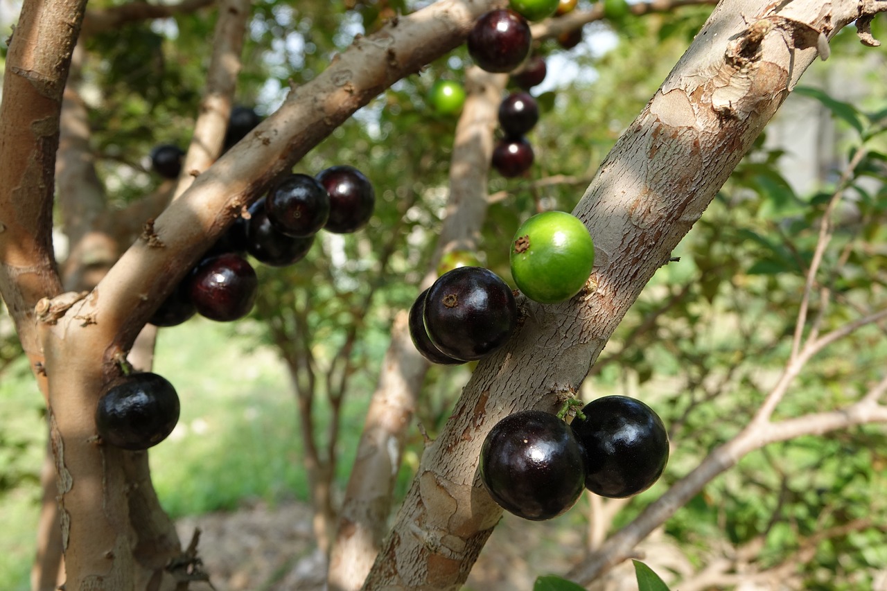 Garbo Greta Fruit, Medis Vynuogių, Vaisiai, Violetinė, Vaisių Lynų Virvė, Nemokamos Nuotraukos,  Nemokama Licenzija