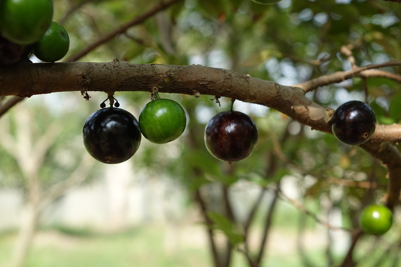 Garbo Greta Fruit, Medis Vynuogių, Vaisiai, Violetinė, Nemokamos Nuotraukos,  Nemokama Licenzija