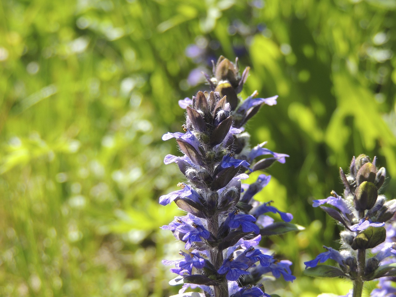 Sodas, Gėlė, Žiedas, Žydėti, Violetinė, Gamta, Violetinė, Augalas, Flora, Nemokamos Nuotraukos