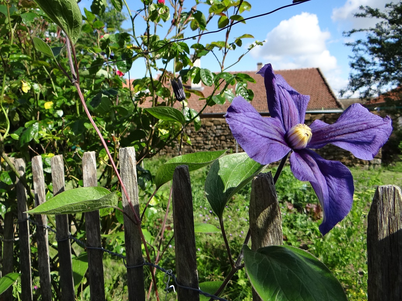 Sodas, Clematis, Gėlė, Žiedlapiai, Žalias, Augalai, Violetinė, Lapija, Gėlių Sodas, Tapetai