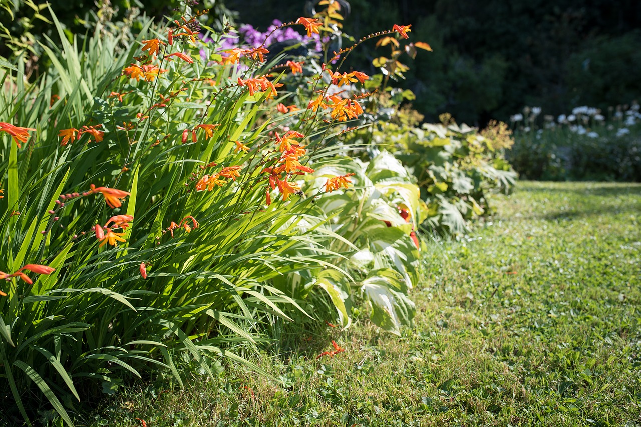 Sodas, Sode, Gamta, Vasaros Pabaigoje, Ruduo, Augalas, Gėlės, Uždaryti, Sodo Montbretia, Crocosmia