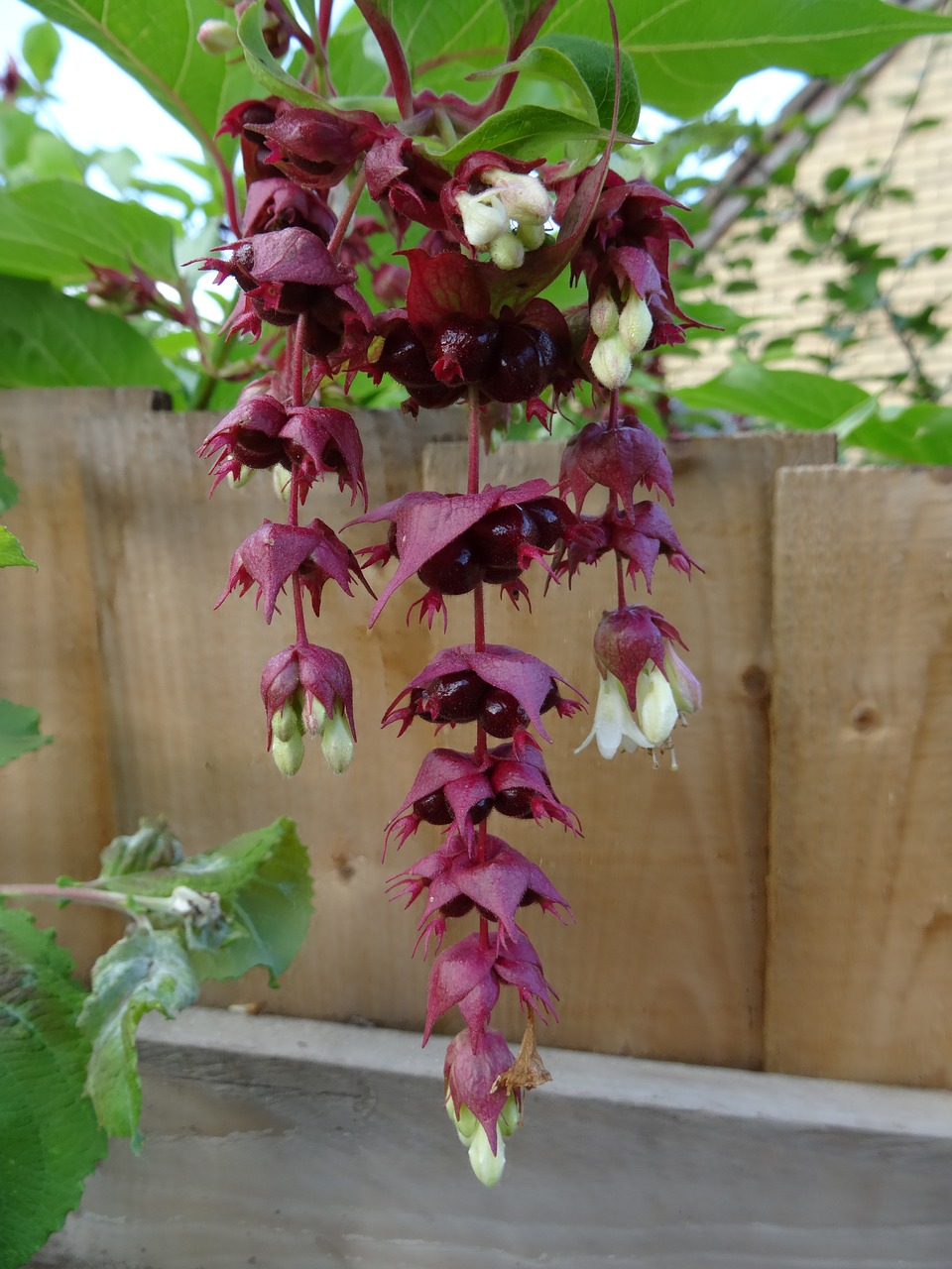 Gėlė, Fuschia, Herefordshire, Gamta, Nemokamos Nuotraukos,  Nemokama Licenzija