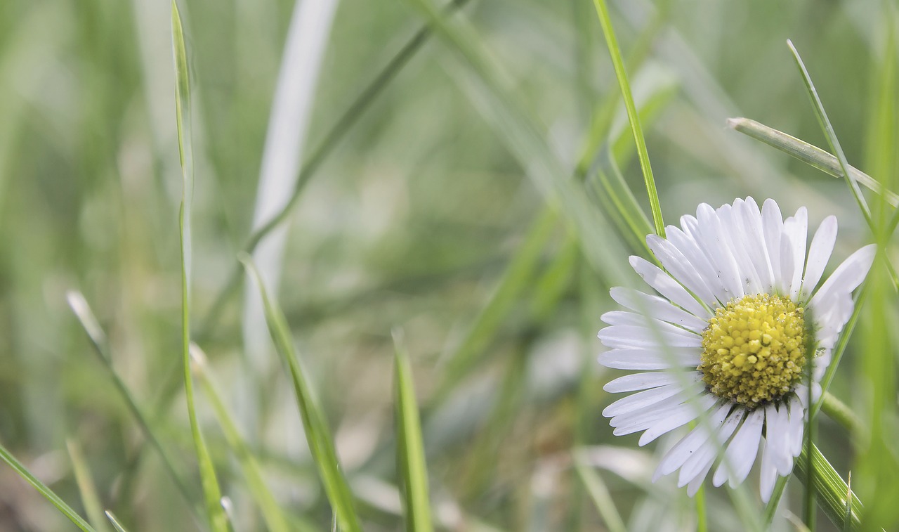 Sodas, Gėlė, Vasara, Daisy, Nemokamos Nuotraukos,  Nemokama Licenzija