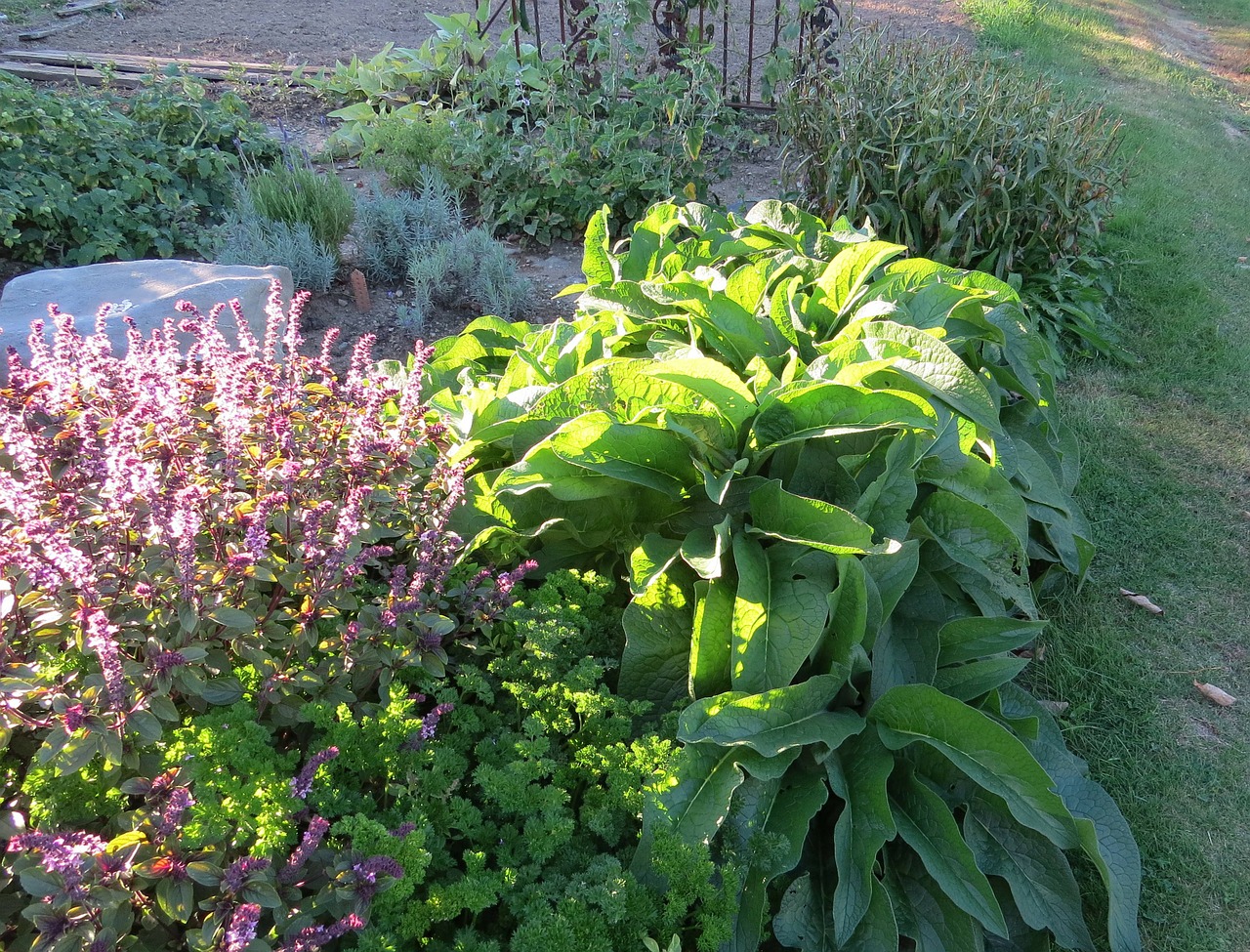 Sodas, Medicinos, Comfrey, African Blue Basil, Gėlių, Augalai, Natūralus, Žiedas, Žydėti, Žiedlapiai