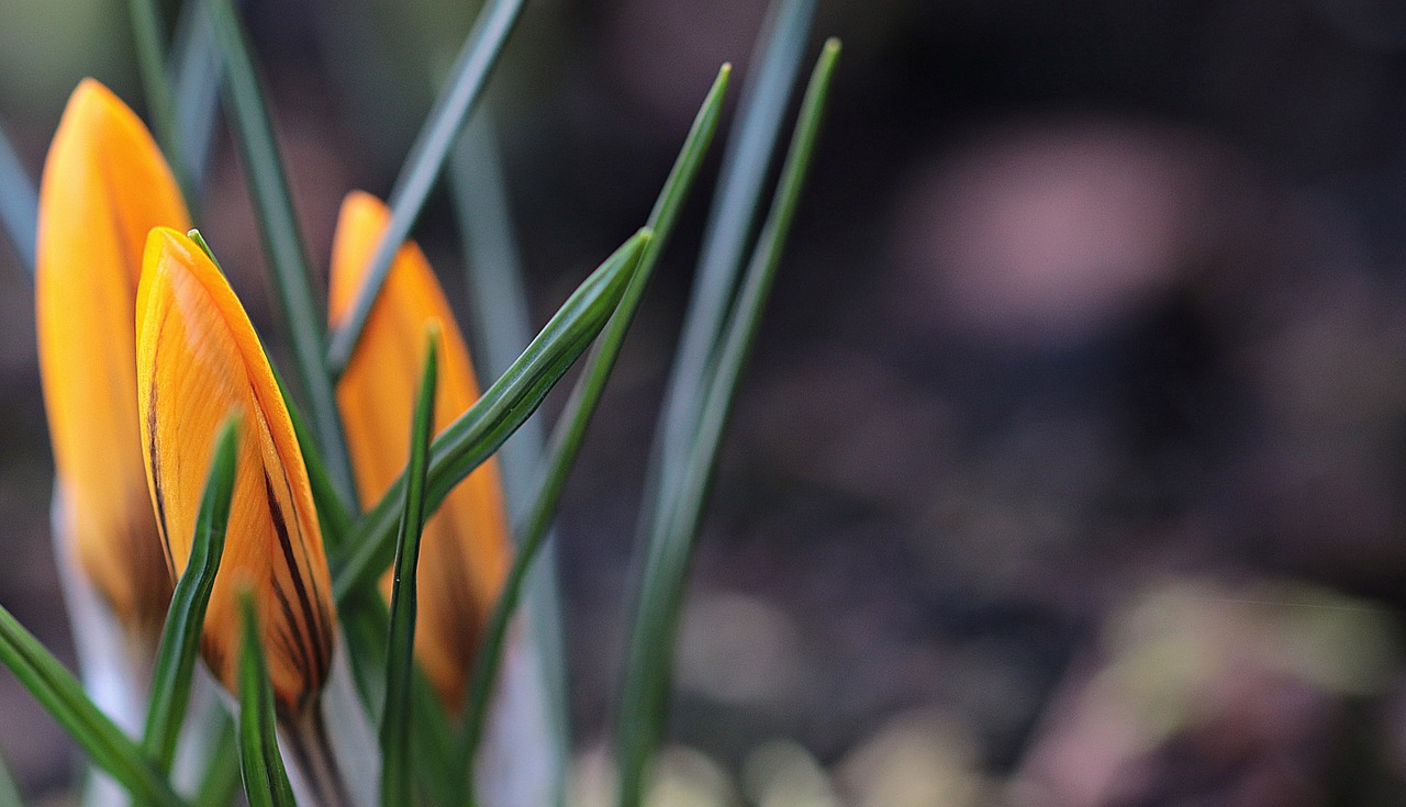 Sodas, Pavasaris, Crocus, Geltona, Gėlė, Augalas, Gamta, Geltona Gėlė, Flora, Žiedas